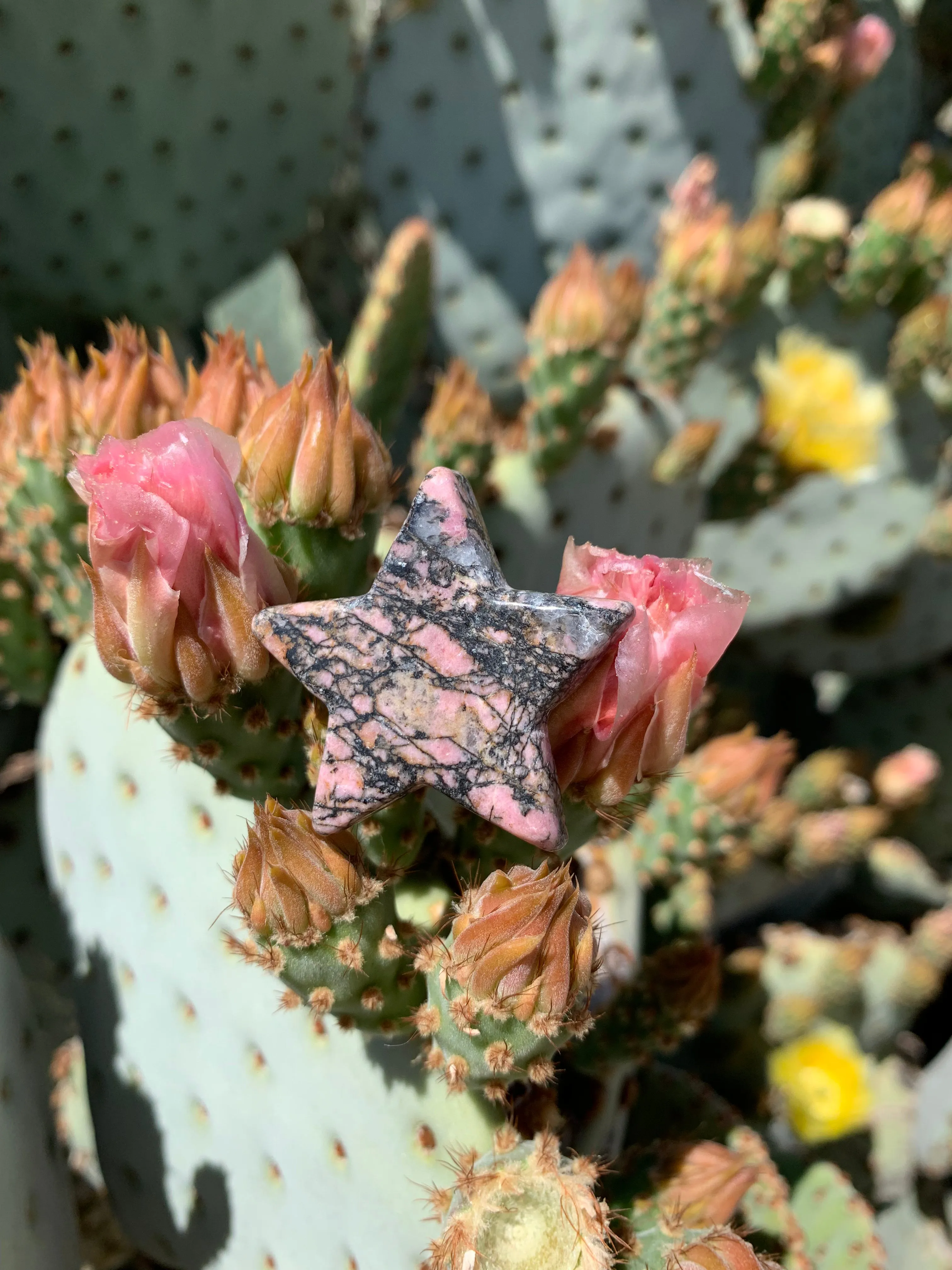 Star of Rhodonite