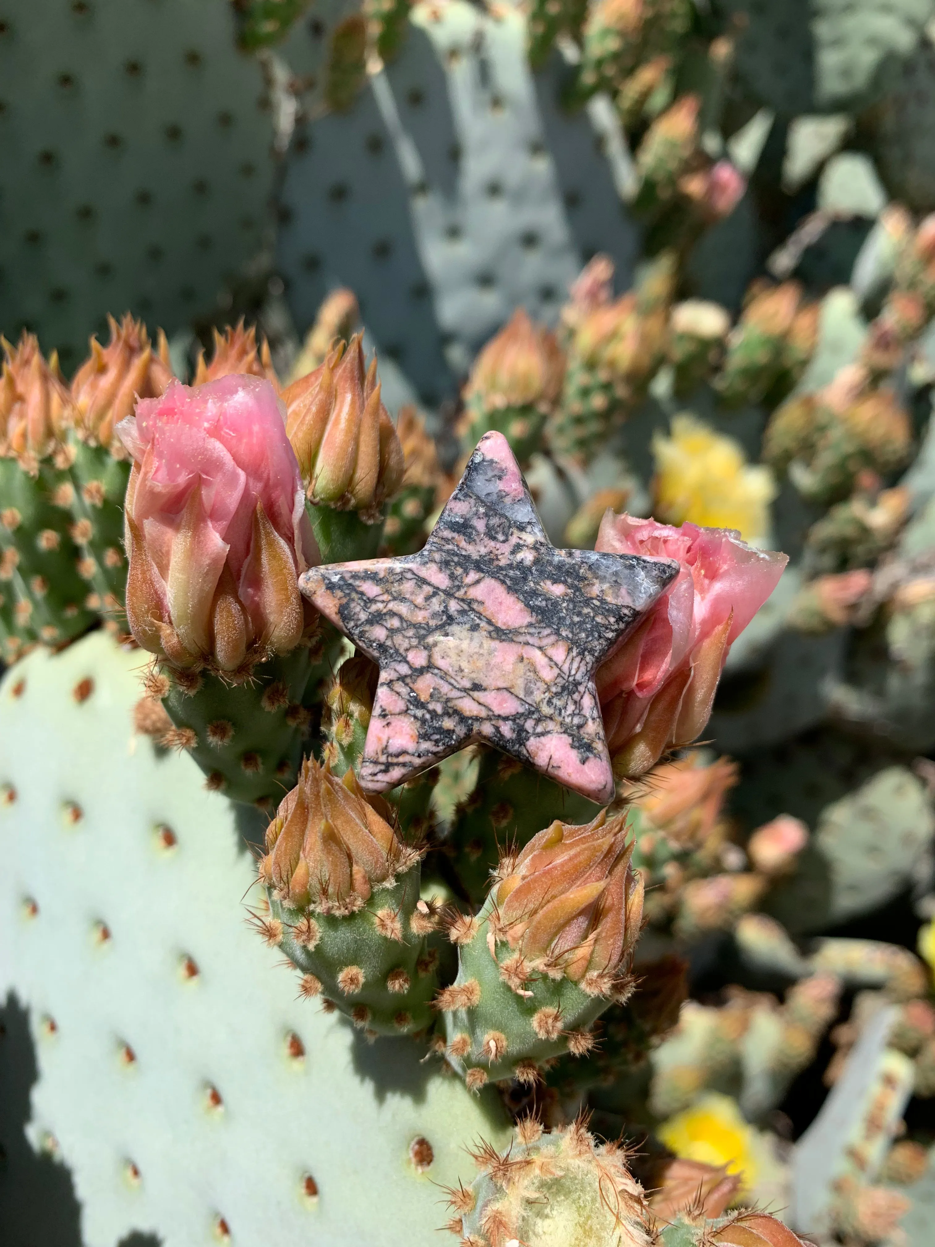 Star of Rhodonite